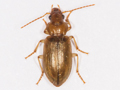 Dicheirotrichus obsoletus